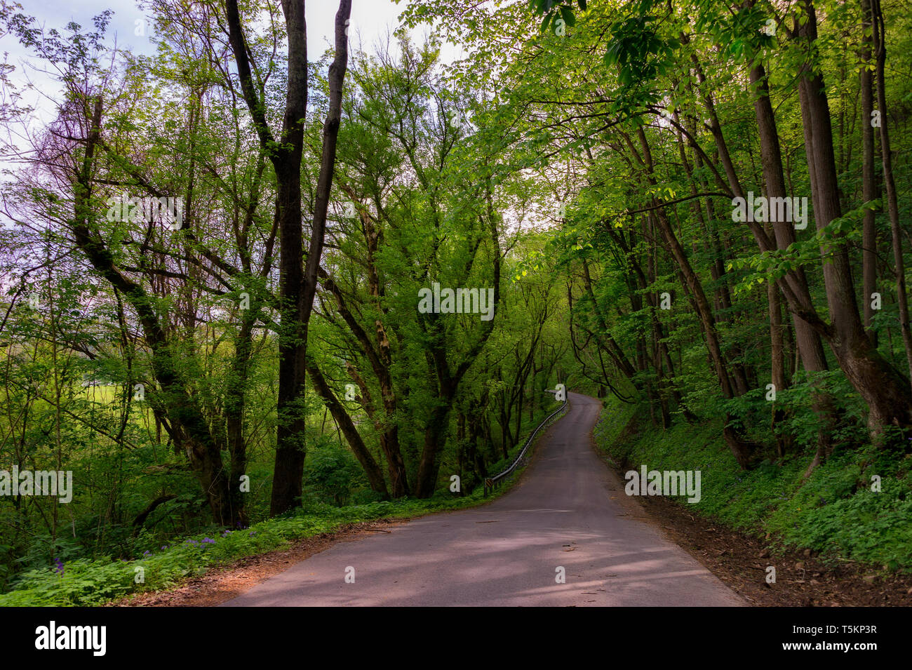 Primavera trekking lungo Kiner Creek a Laurel Run Park di Churchill Tennessee dove uno può vedere fiori selvatici, fluente creek e alloro eseguire cade a dieci Foto Stock