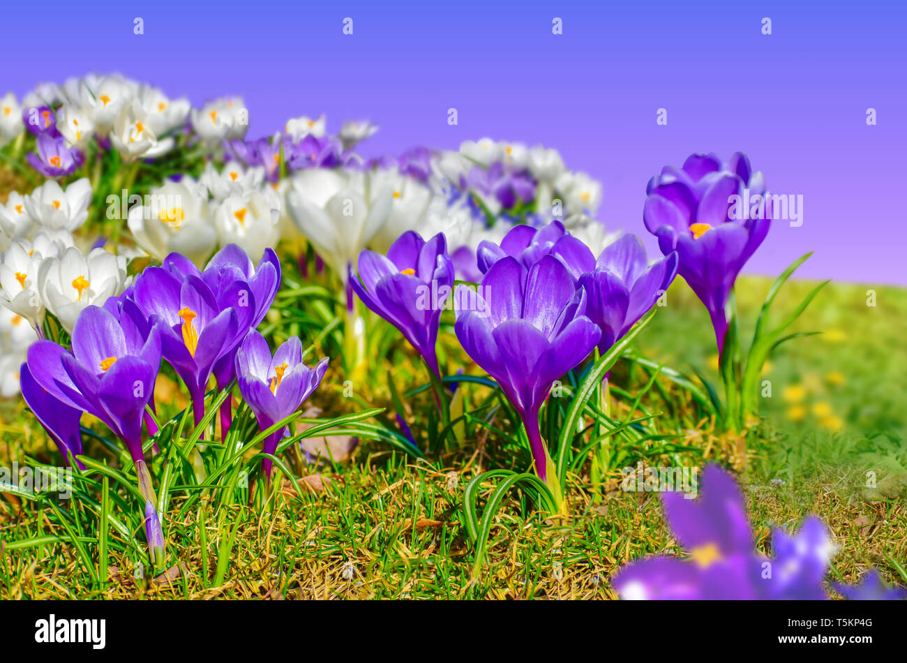 Crocus fiori di primavera. Giardino fiorito Foto Stock
