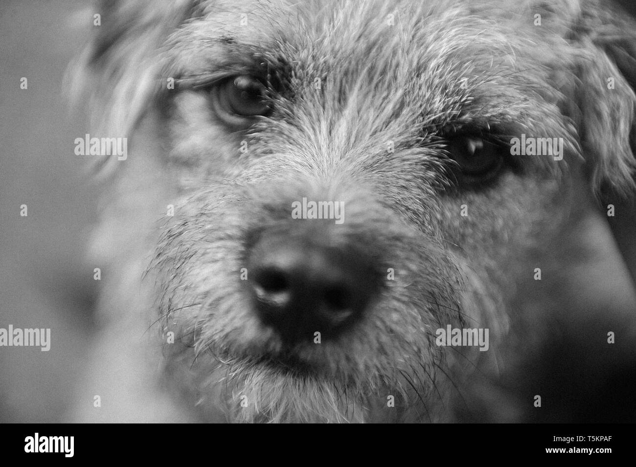 Bianco e nero vicino fino a una frontiera Terrier cane. Foto Stock