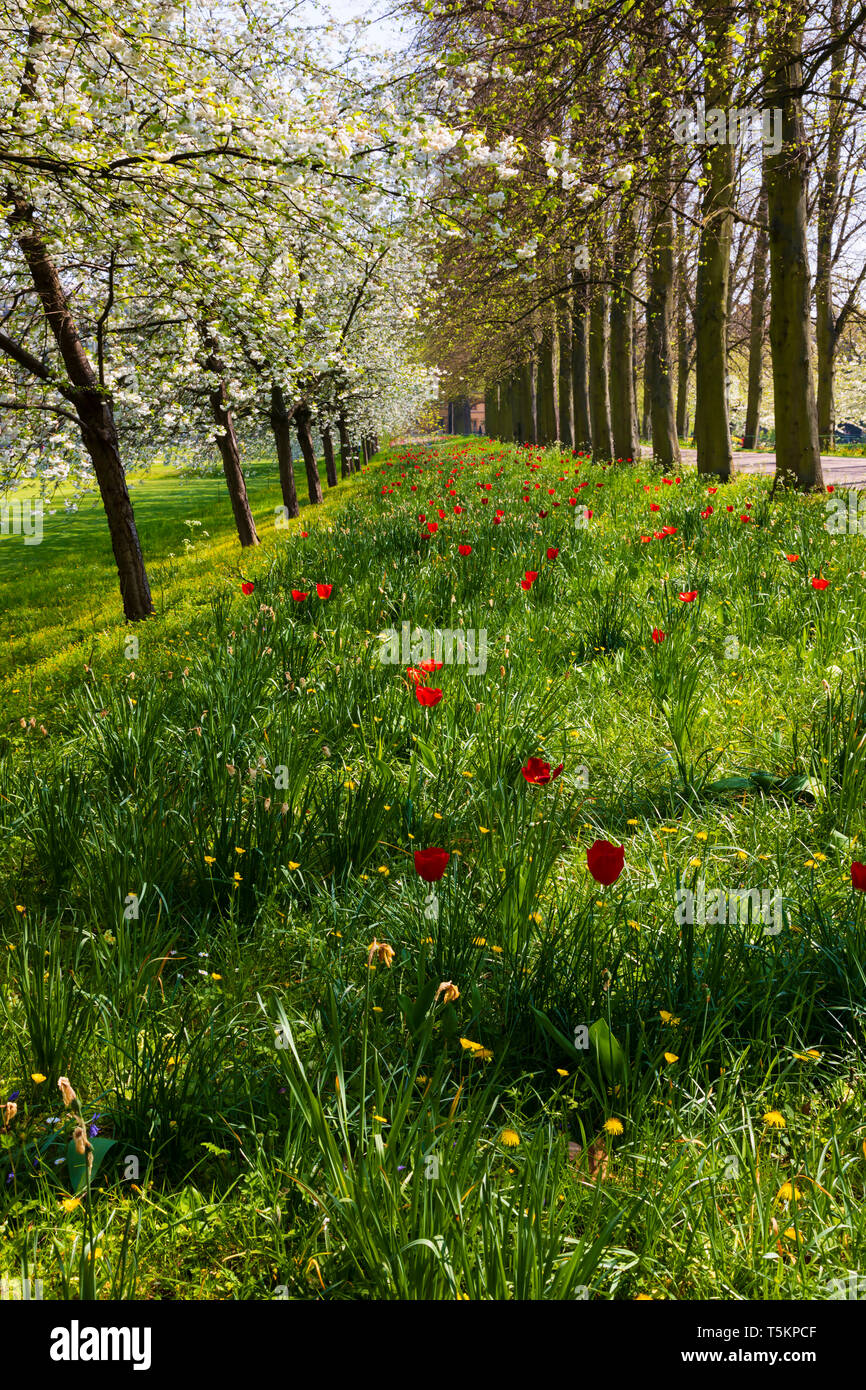 Tulipani e calce e fiore di ciliegio sul viale che corre attraverso i motivi del Trinity College. Città universitaria di Cambridge, Cambridgeshire, Inghilterra Foto Stock