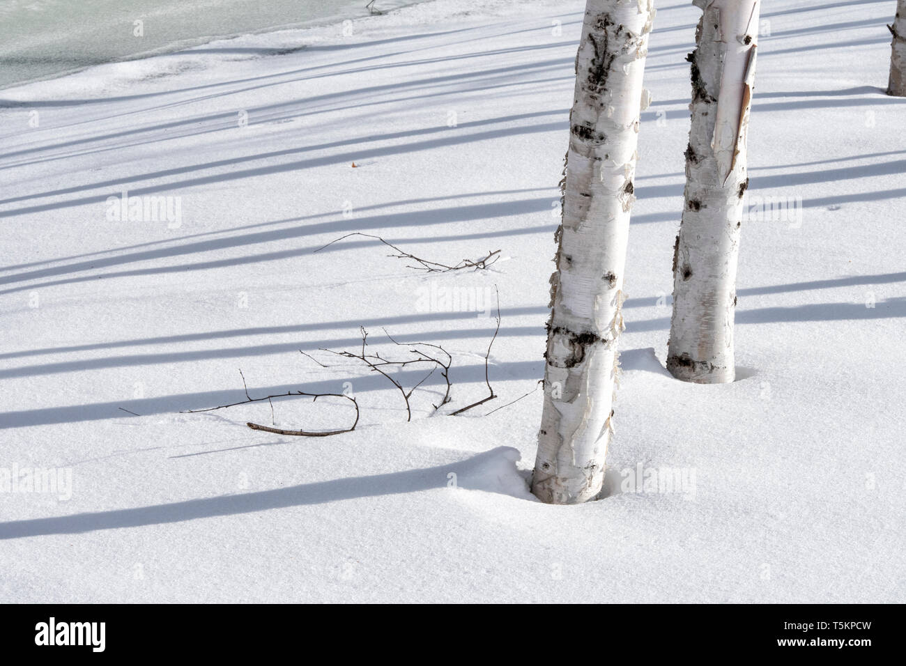 Nord America; Stati Uniti; Alaska; Tanana Valley; inverno; Betulla; neve; le ombre. Foto Stock Nord America; Stati Uniti; Alaska; Tanana Valley; inverno; Betulla; neve; le ombre. Foto Stock
