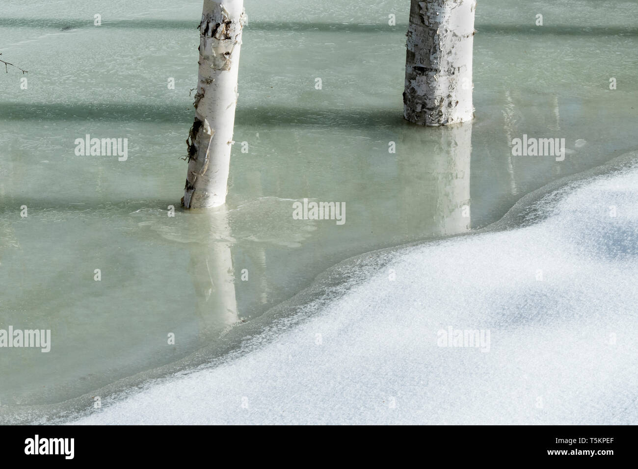 Nord America; Stati Uniti; Alaska; Tanana Valley; inverno; Betulla; ghiaccio; Foto Stock Nord America; Stati Uniti; Alaska; Tanana Valley; inverno; Betulla; ghiaccio; Foto Stock