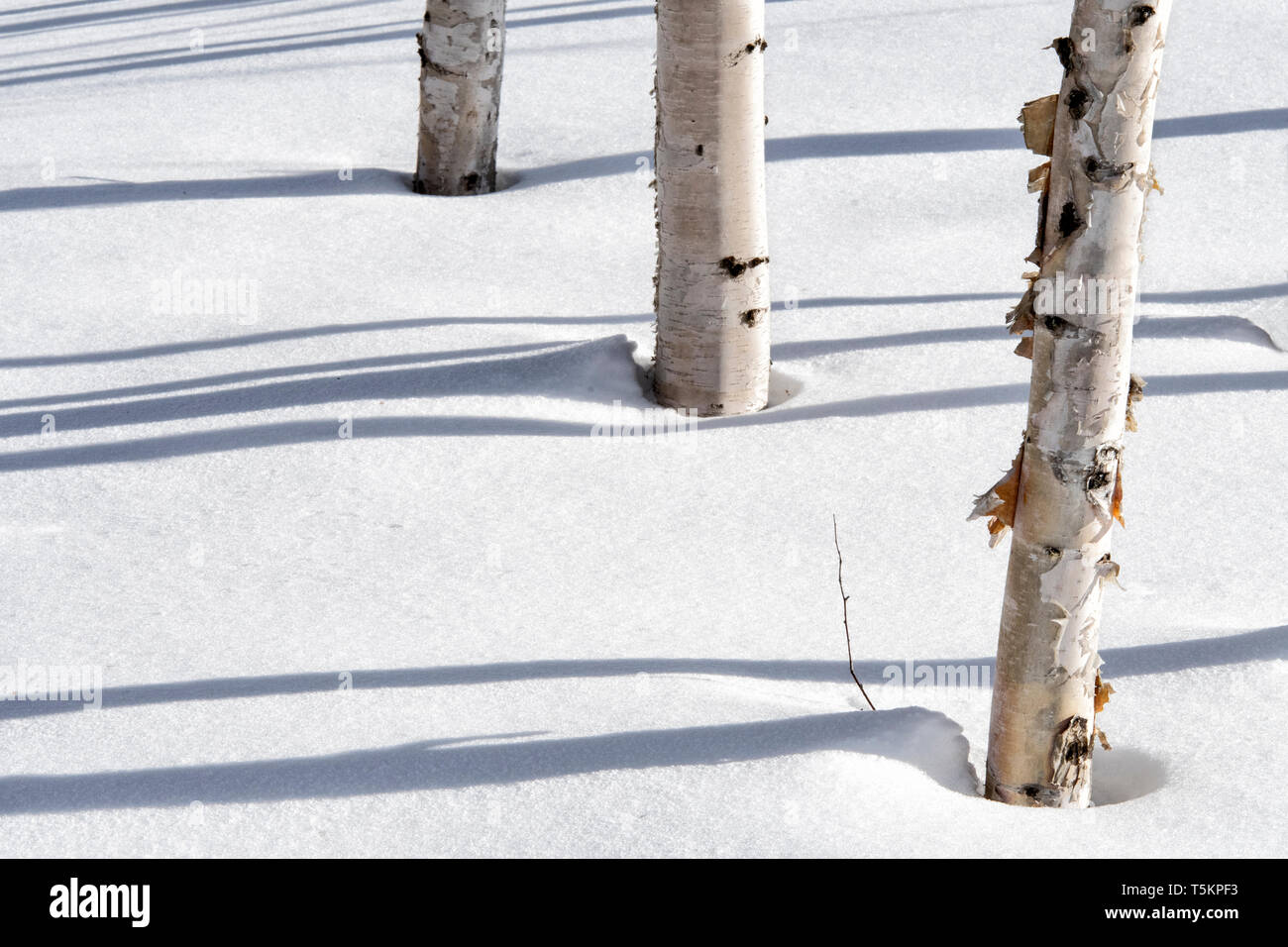 Nord America; Stati Uniti; Alaska; Tanana Valley; inverno; Betulla; neve; le ombre. Foto Stock Nord America; Stati Uniti; Alaska; Tanana Valley; inverno; Betulla; neve; le ombre. Foto Stock