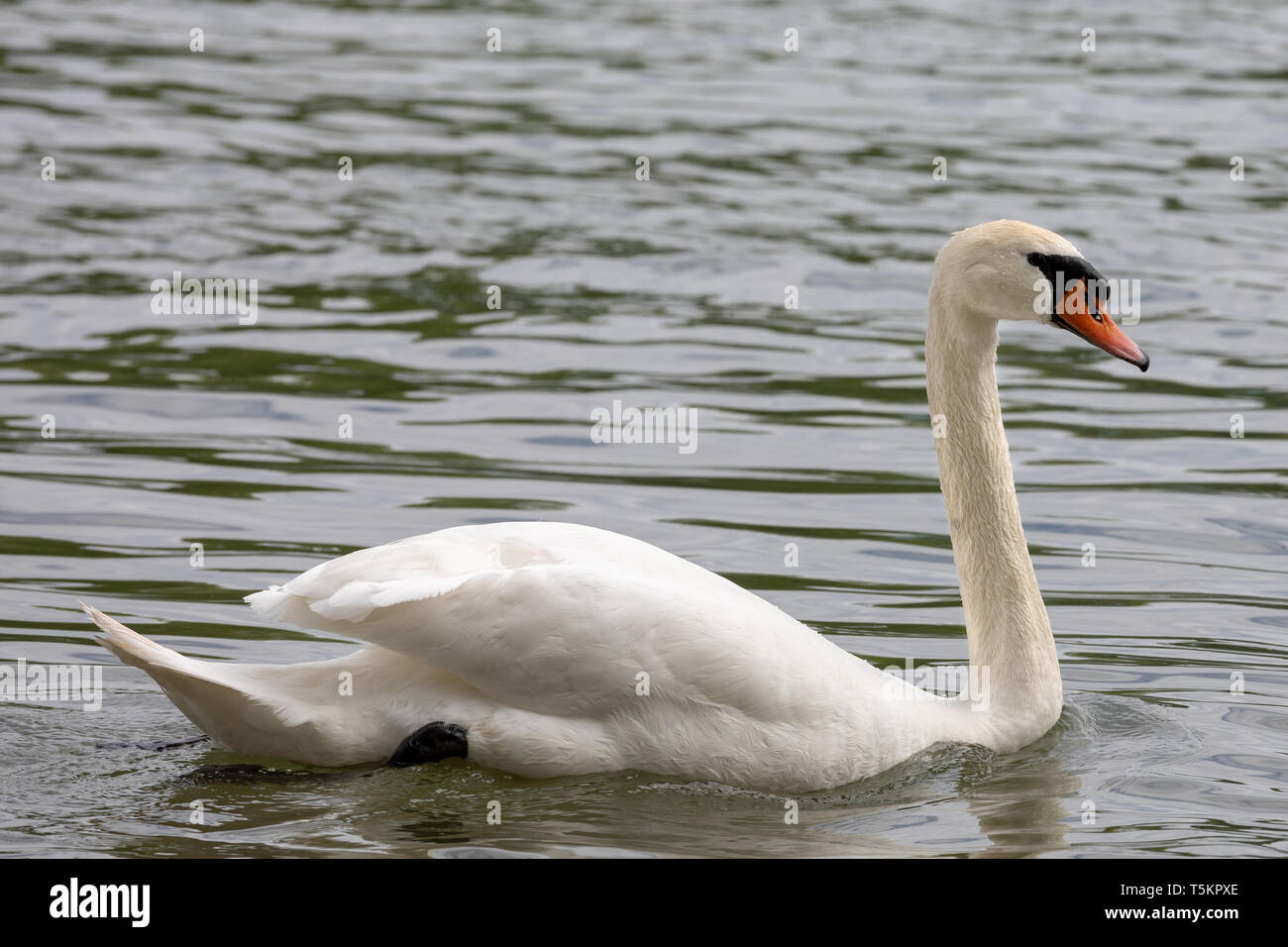 Cigno (Cygnus olor) nuotare in acque blu con la riflessione. Foto Stock
