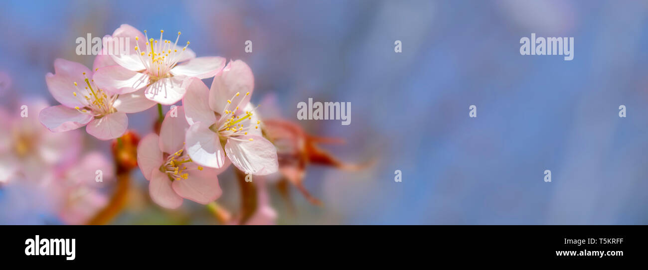 Fioritura cherry sargent. Foto Stock