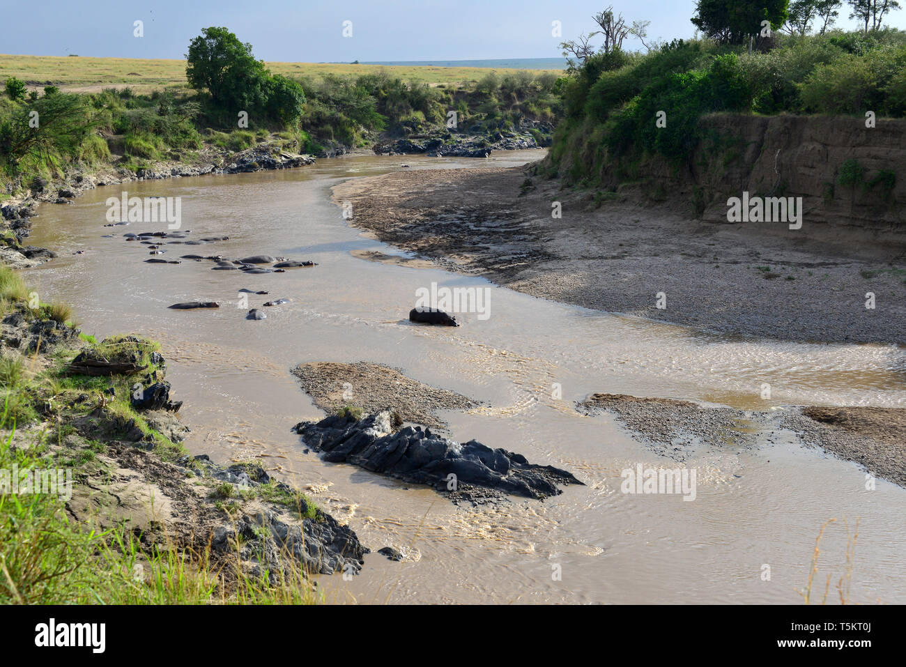 Fiume di Mara, il Masai Mara, Kenya, Africa Foto Stock