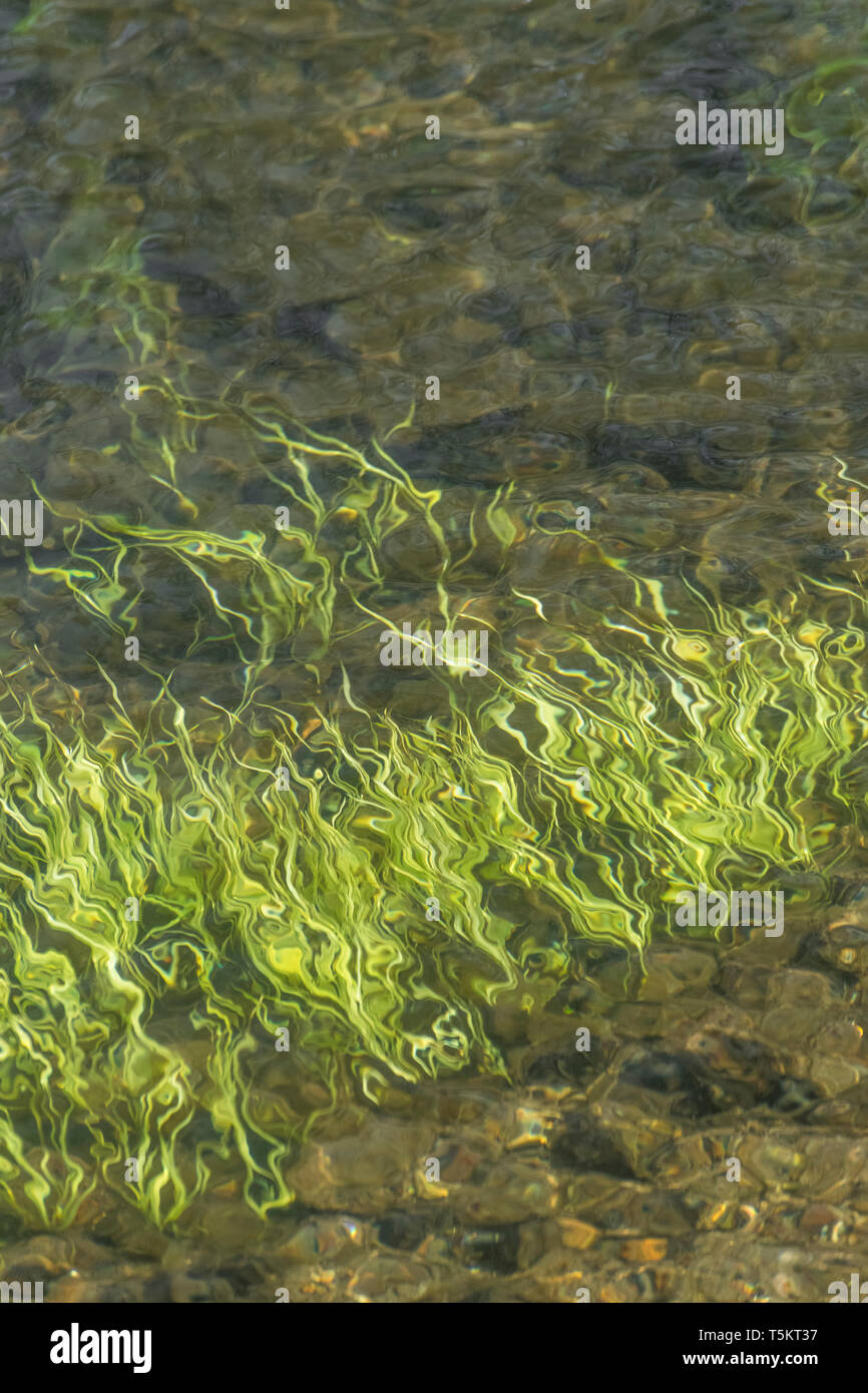 Luce sommersa erba verde-come le erbacce in flusso di acque del fiume Fowey. Credeva di essere Vallisneria spiralis / Eelweed, Eelgrass, tapeweed, tapegrass. Foto Stock