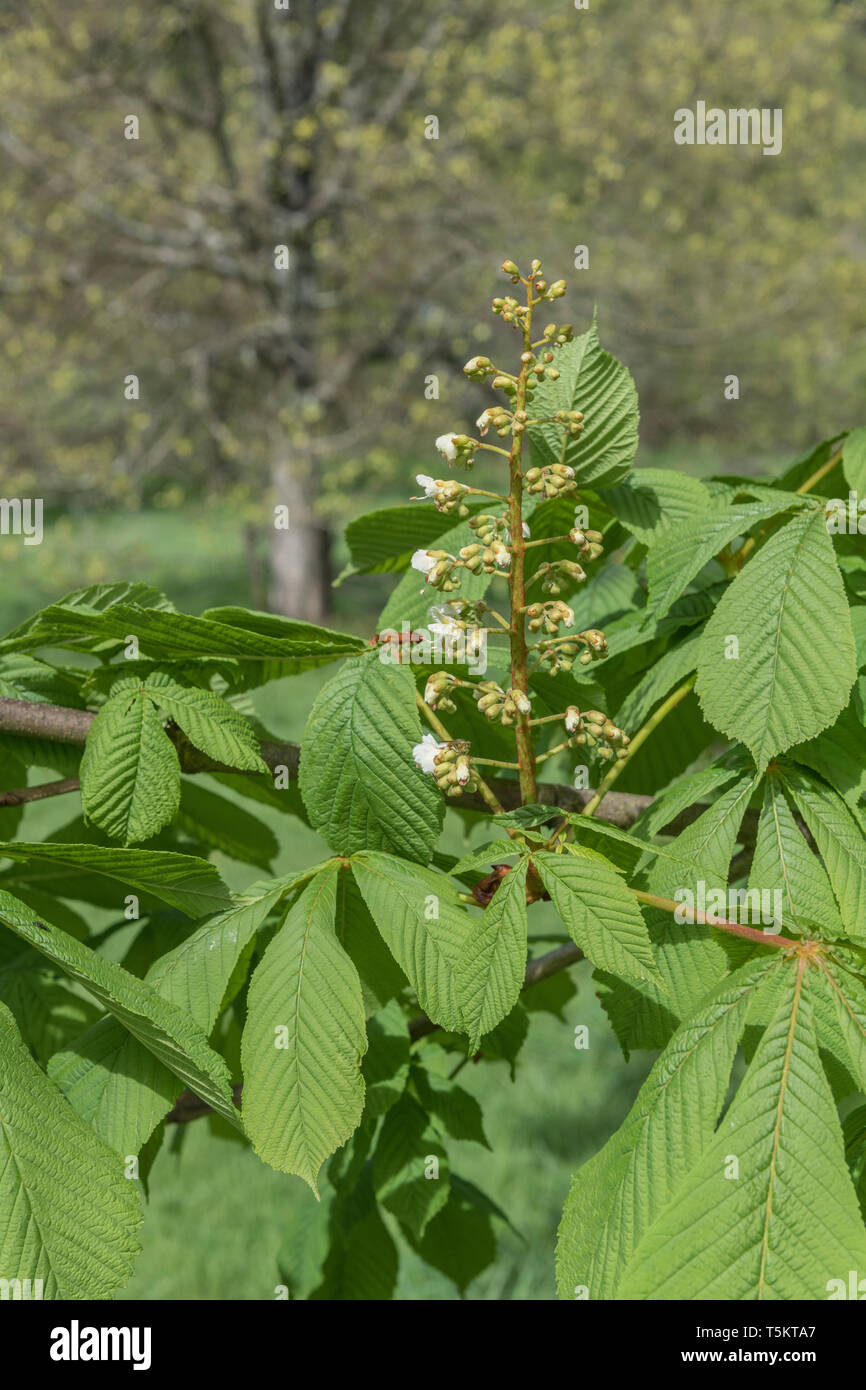 Fioritura precoce del Cavallo Chestnut / Aesculus hippocastanum in primavera sole. Una volta usato come pianta medicinale in rimedi erboristici. Foto Stock