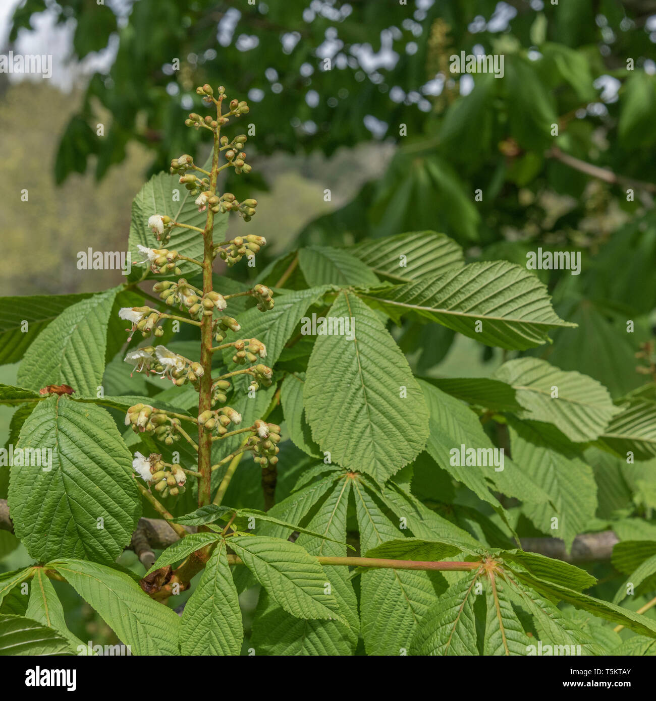 Fioritura precoce del Cavallo Chestnut / Aesculus hippocastanum in primavera sole. Una volta usato come pianta medicinale in rimedi erboristici. Foto Stock