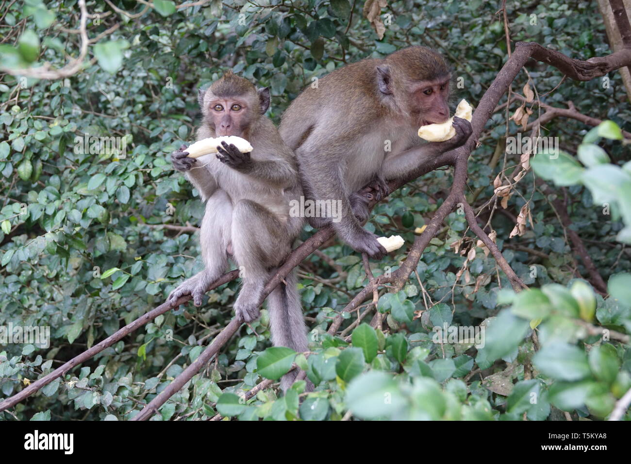 Takua Thung, Thailandia. 04 Mar, 2019. Due scimmie macaco tenere le banane al Wat Suwan Kuha, chiamato anche Wat Tham ("tempio nella grotta'). Il complesso è un tempio buddista nel complesso la Amphoe (distretto) Takua Thung nella provincia di Phang Nga (Phangnga) nel nord-ovest del sud della Thailandia. È costituita da numerose grotte di pietra calcarea con statue di Buddha. Una particolare attrazione per molti visitatori sono le numerose scimmie macaco che cavort in piazzale. Credito: Alexandra Schuler/dpa/Alamy Live News Foto Stock