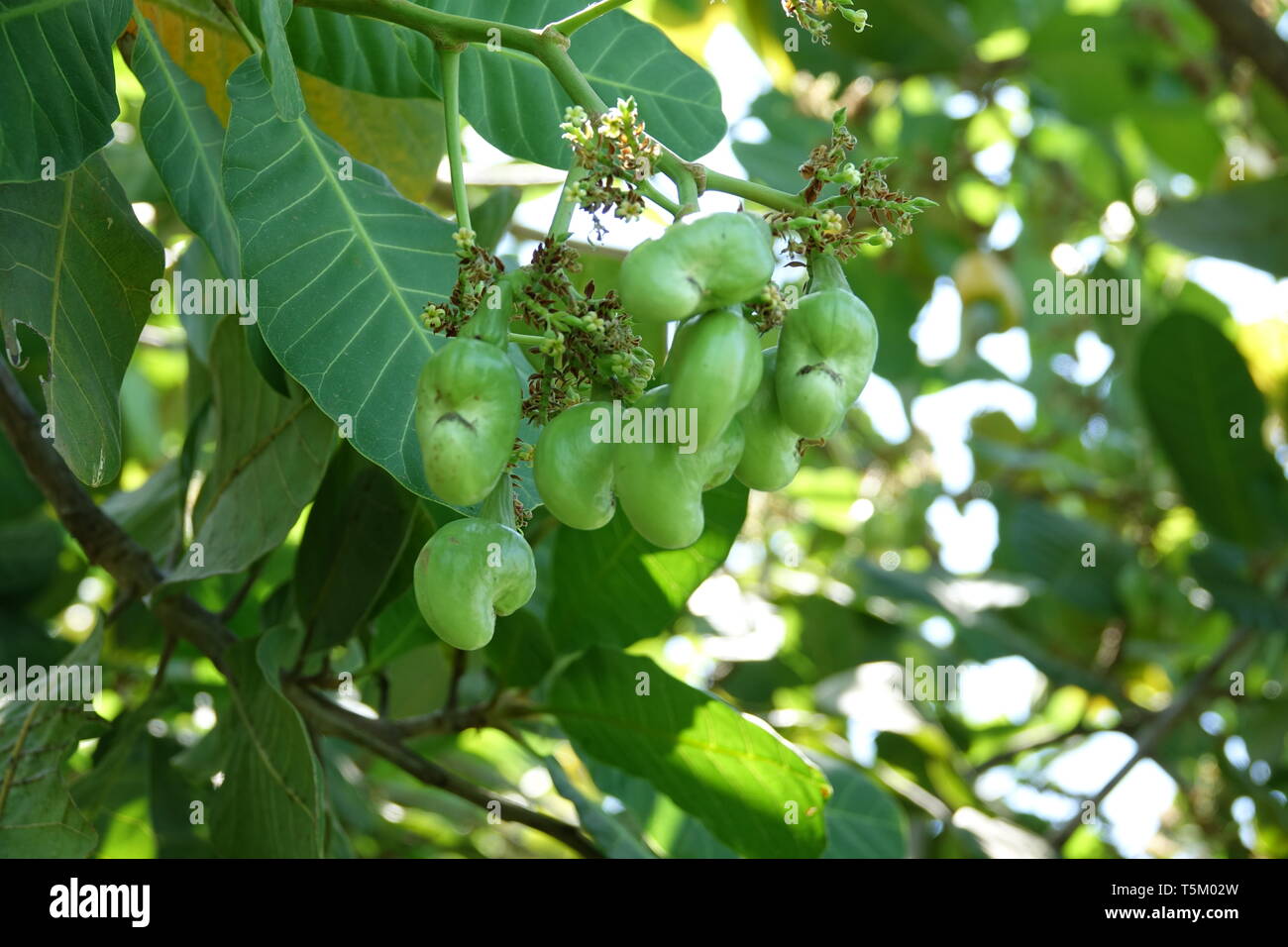 Il 28 febbraio 2019, Thailandia Phuket: pendono frutti da un albero di anacardi. Il anacardi tree (Excelsum occidentale), noto anche come la struttura Kashubian, Acajou albero o albero di rene, è un albero appartenente alla famiglia di sommacco (Anacardiaceae). Cresce in un clima tropicale e porta di acagiù e anacardi kernel. Il anacardi frutto, un solitario drupacee frutta o secondo altra opinione, un dado, è un piccolo, circa 2-2, 5 × 1 cm 5 di grande, verdastro a bruno, a forma di rene o guanto di boxe-struttura sagomata pendente da un carnoso, frutta addensato levetta. Questa forma di rene anacardi frutto è raccolto e il Foto Stock