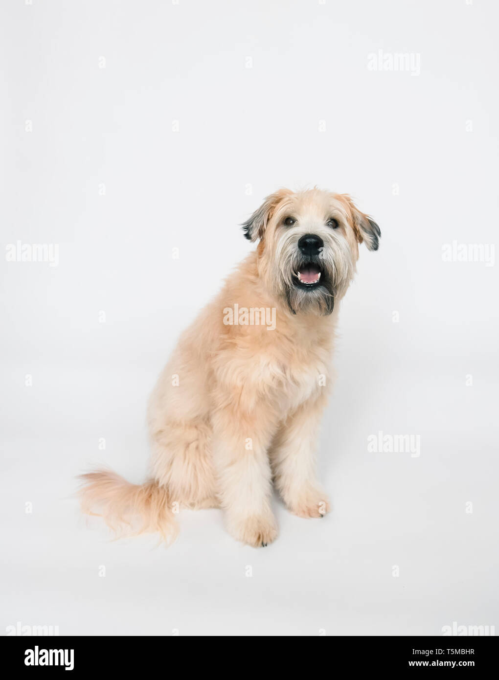 Wheaten terrier dog sitter su uno sfondo bianco. Foto Stock