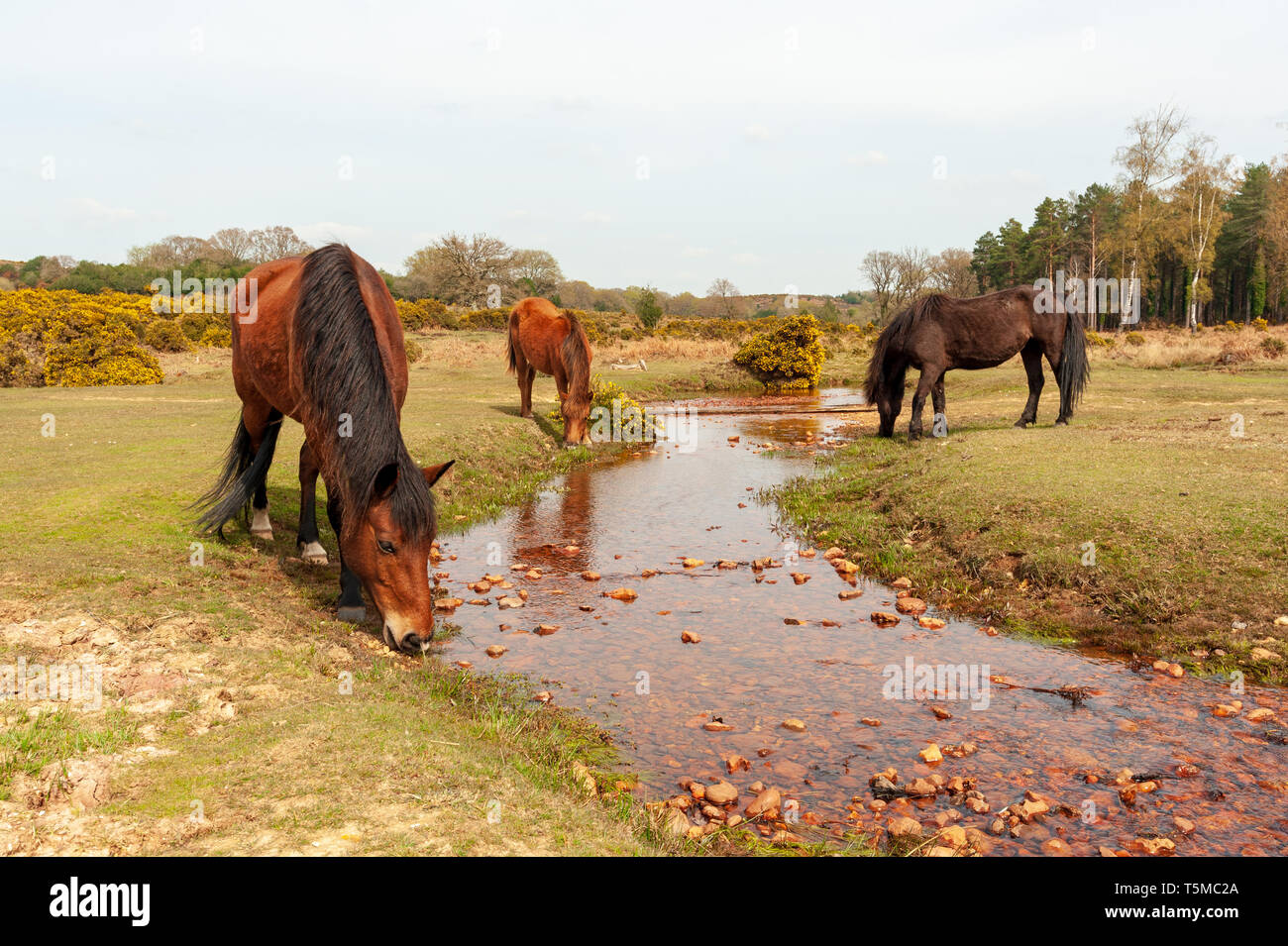 Tre New Forest pony bere da una corrente durante un periodo di tempo secco, Hampshire, Regno Unito Foto Stock