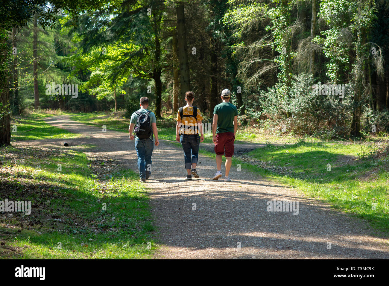 Tre giovani adulti a piedi in una linea lungo una via attraverso gli alberi nella luce solare filtrata nella nuova foresta, Hampshire, Regno Unito Foto Stock