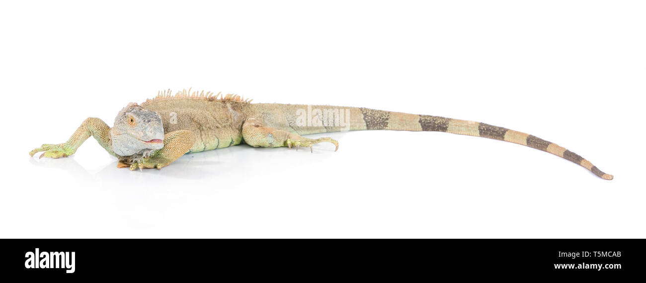 Green Dragon close up su sfondo bianco Foto Stock