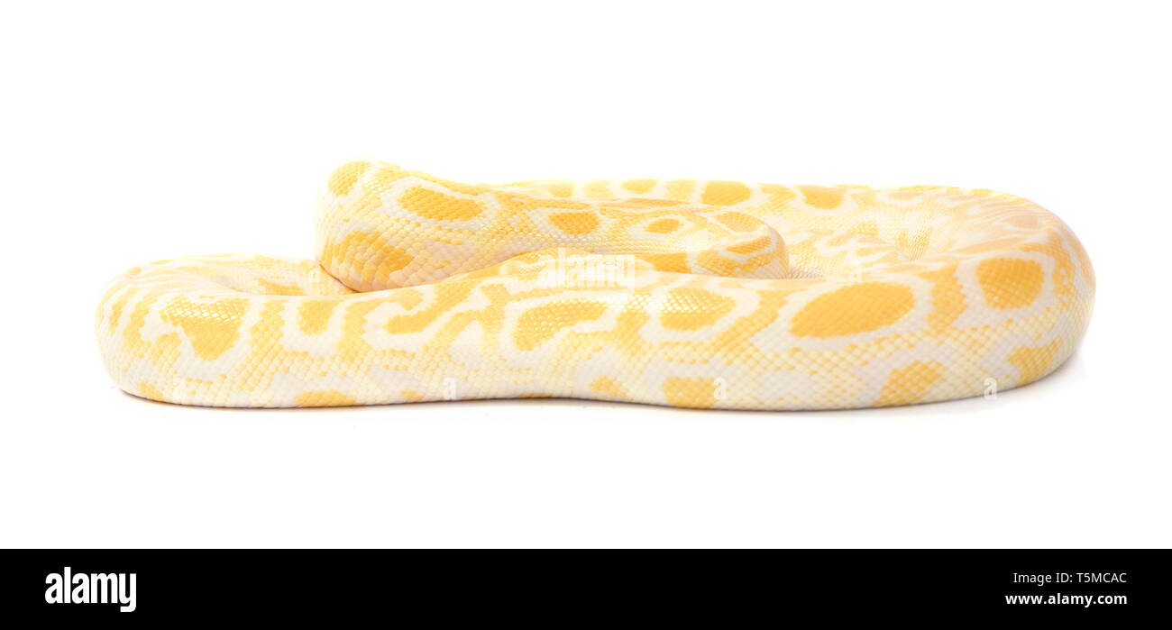 Giallo snake close up su sfondo bianco Foto Stock