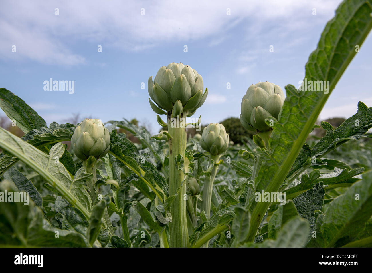 Carciofi verde nel campo prima del raccolto in Francia. Foto Stock