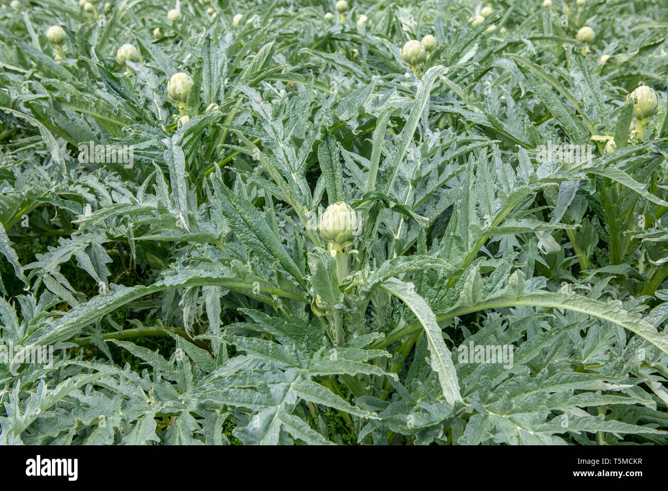 Campo di carciofi verde prima del raccolto in Francia. Foto Stock