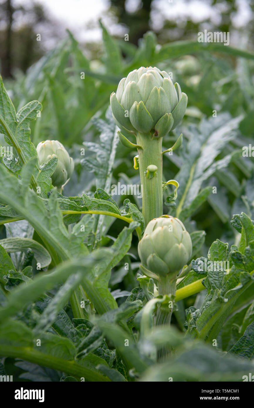 Carciofi verde nel campo prima del raccolto in Francia. Foto Stock