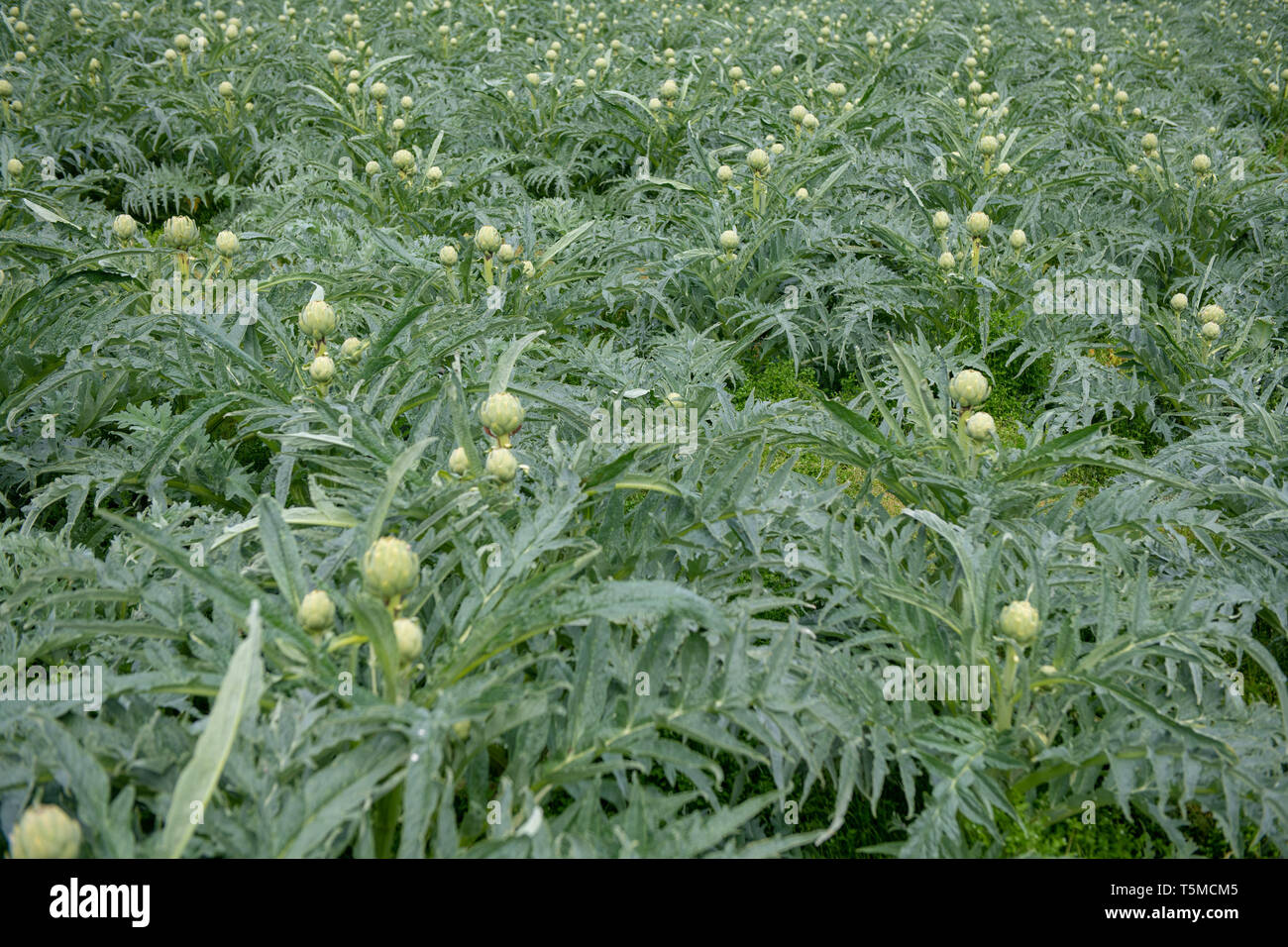 Campo di carciofi verde prima del raccolto in Francia. Foto Stock