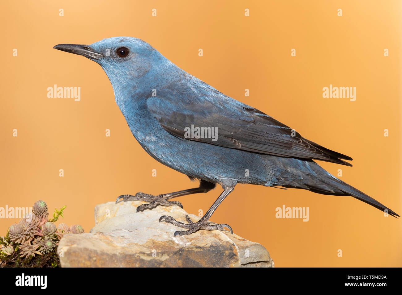 Passero Solitario (Monticola solitarius), la vista laterale di un maschio adulto arroccata su una roccia Foto Stock