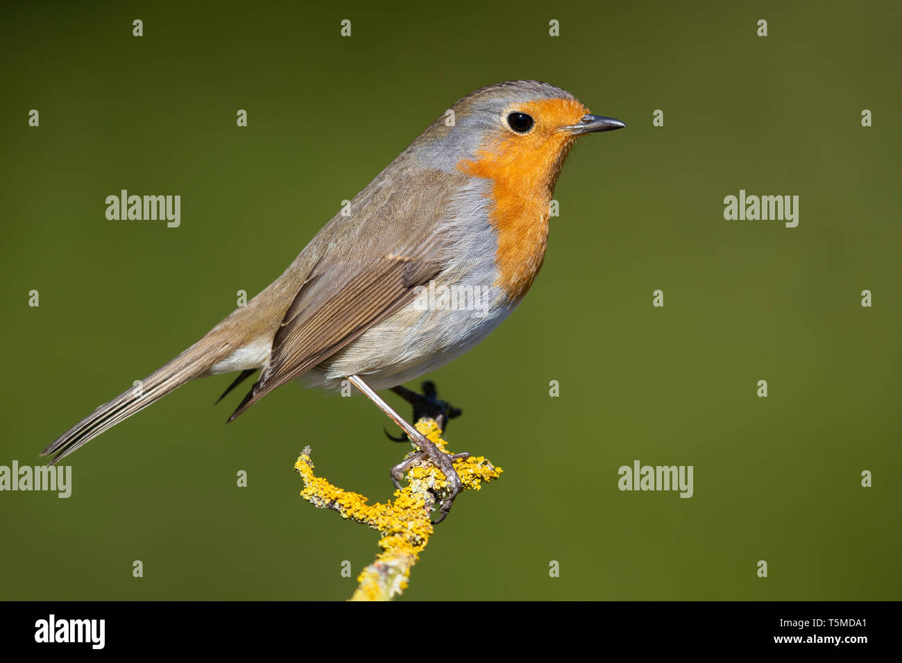 Unione Robin (Erithacus rubecula), la vista laterale di un adulto appollaiato su un ramo Foto Stock