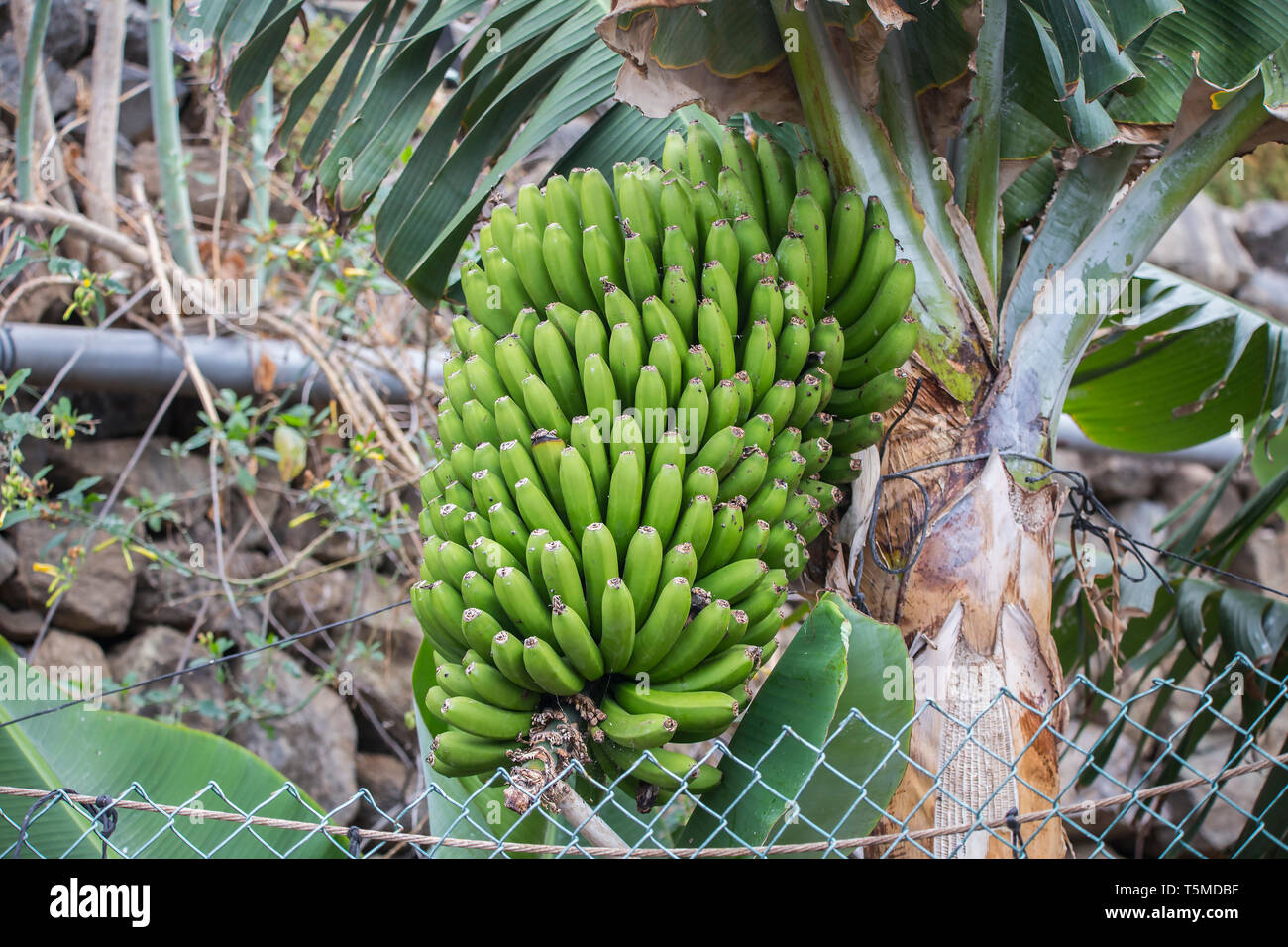 Banane delle Canarie a Tenerife, Isole canarie, Spagna. Foto Stock
