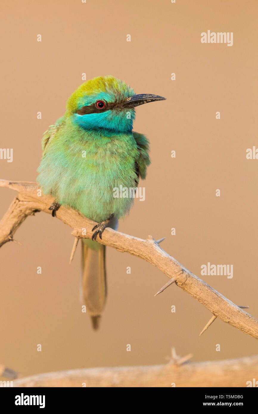 Green Gruccione (Merops orientalis cyanophrys), Adulto appollaiato su un ramo Foto Stock