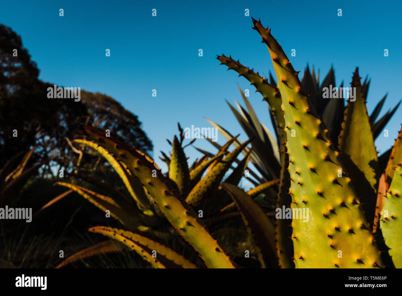 Il Cactus e cielo blu Foto Stock