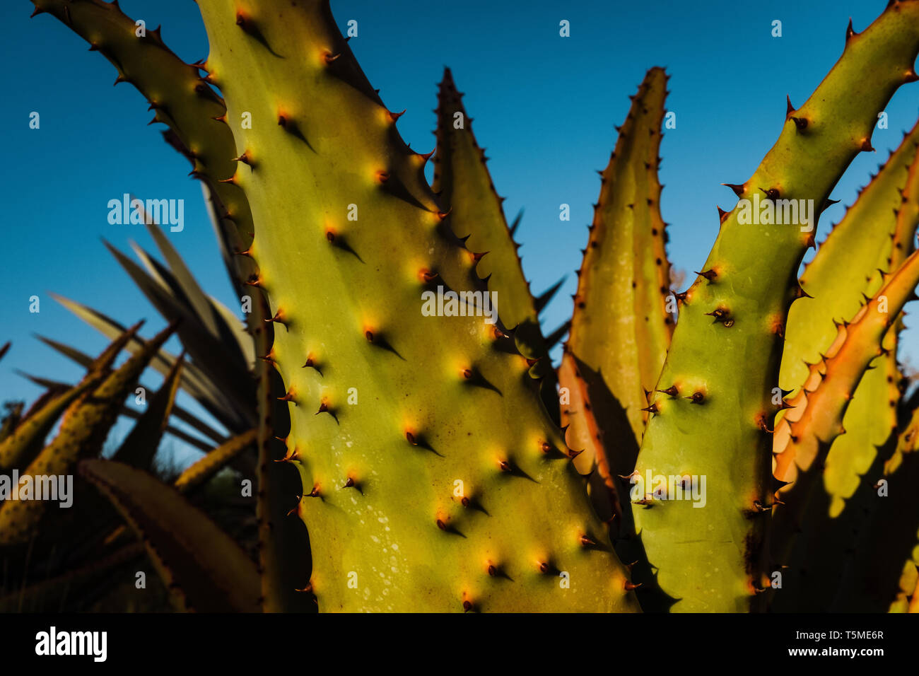 Il Cactus e cielo blu Foto Stock