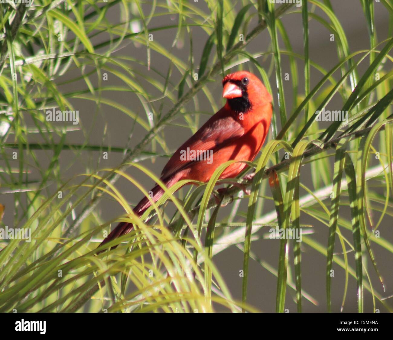 Rosso Cardinale e Baby Cardinale uccelli Foto Stock