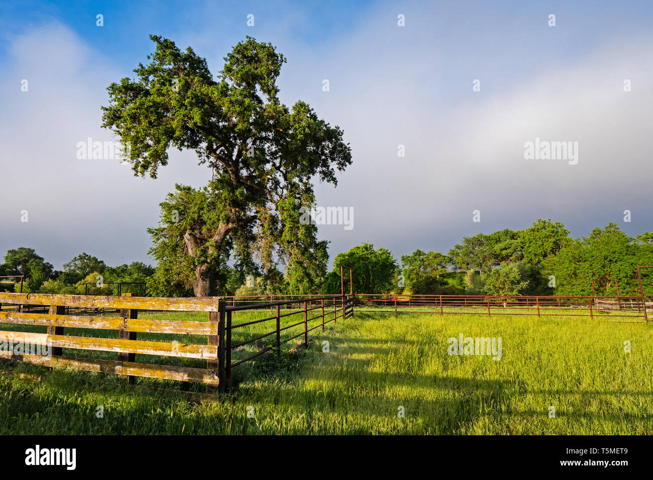 Valle quercia vecchia strada Sonora, Stanislao County, California Foto Stock