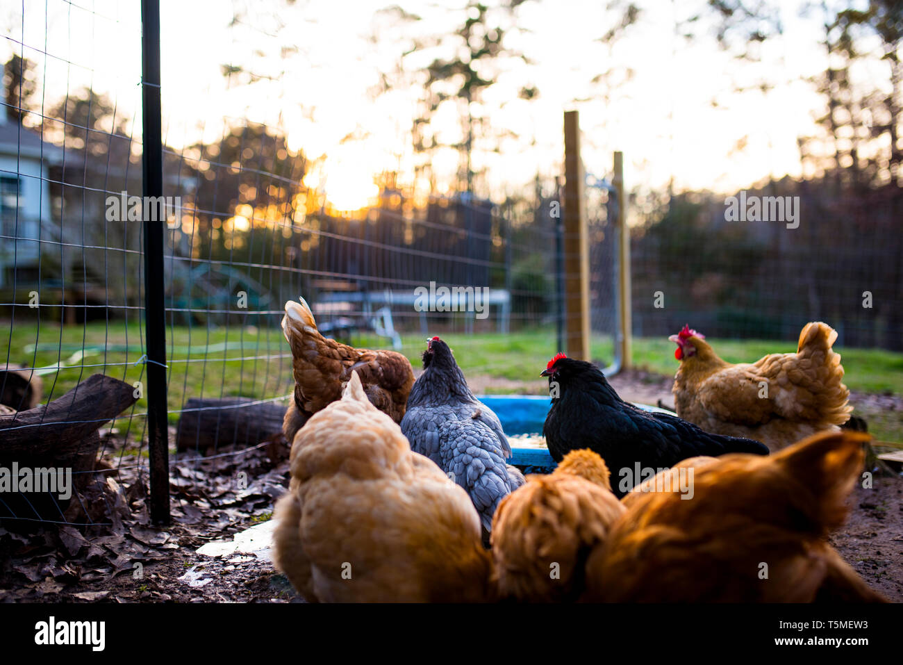 Polli colorati guardare il tramonto nel cortile di casa Foto Stock