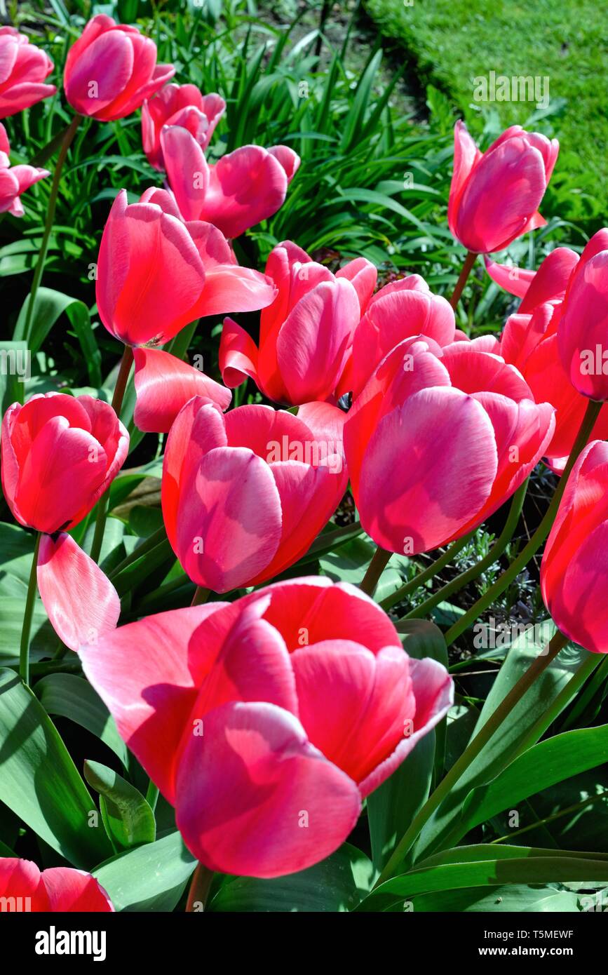 Close up di petali di fiori sul rosa / rosso tulipani nel giardino un letto floreale REGNO UNITO Foto Stock