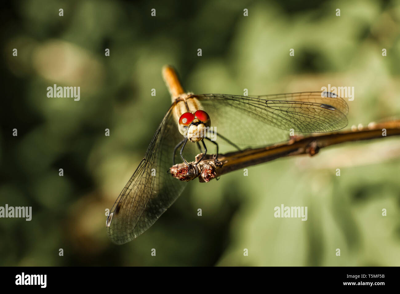 Close-up di libellula su fiori di lavanda seduta su un ramo in sun. Foto Stock
