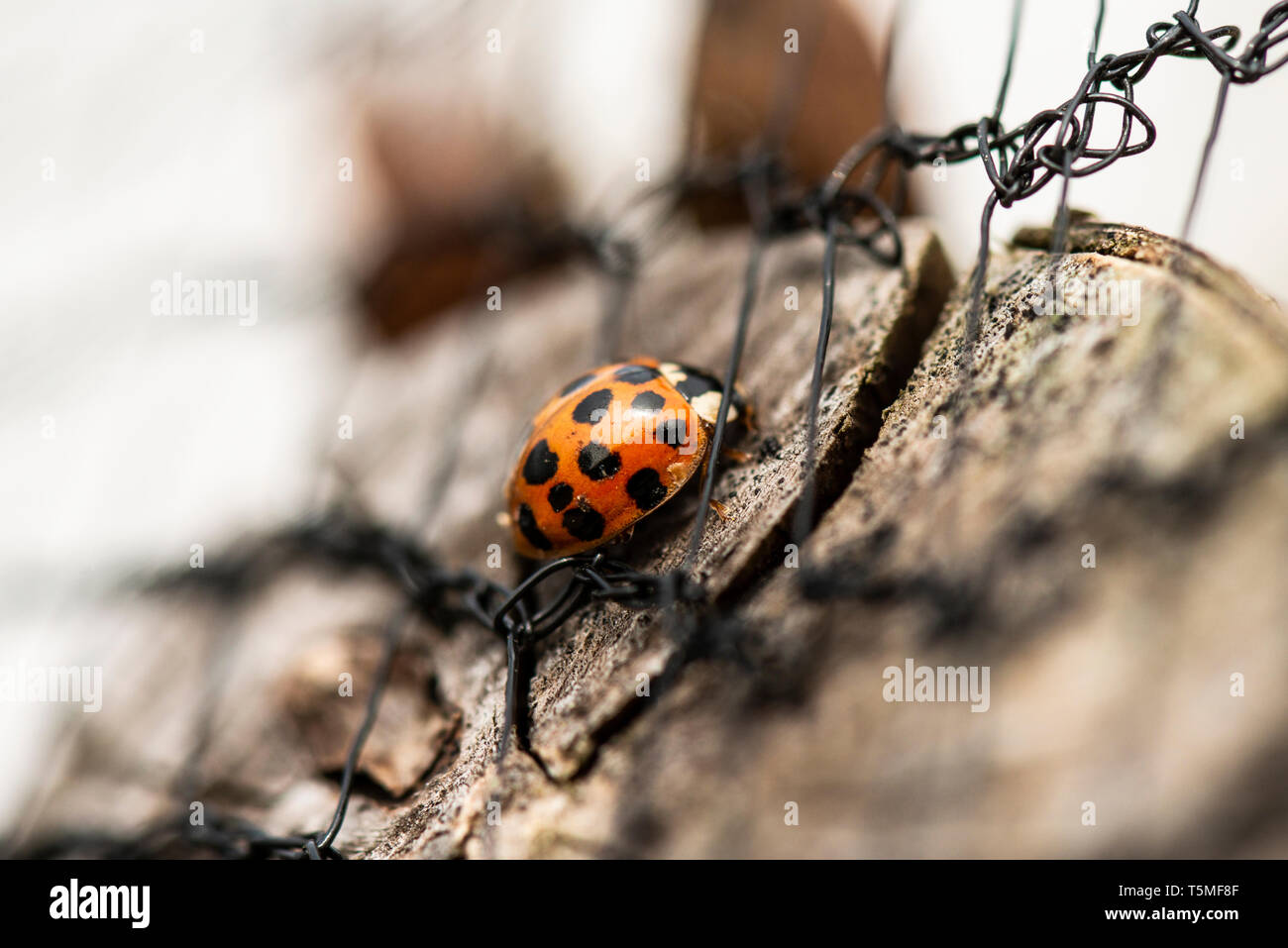 Un arlecchino ladybird (Harmonia axyridis f. succinea) Foto Stock