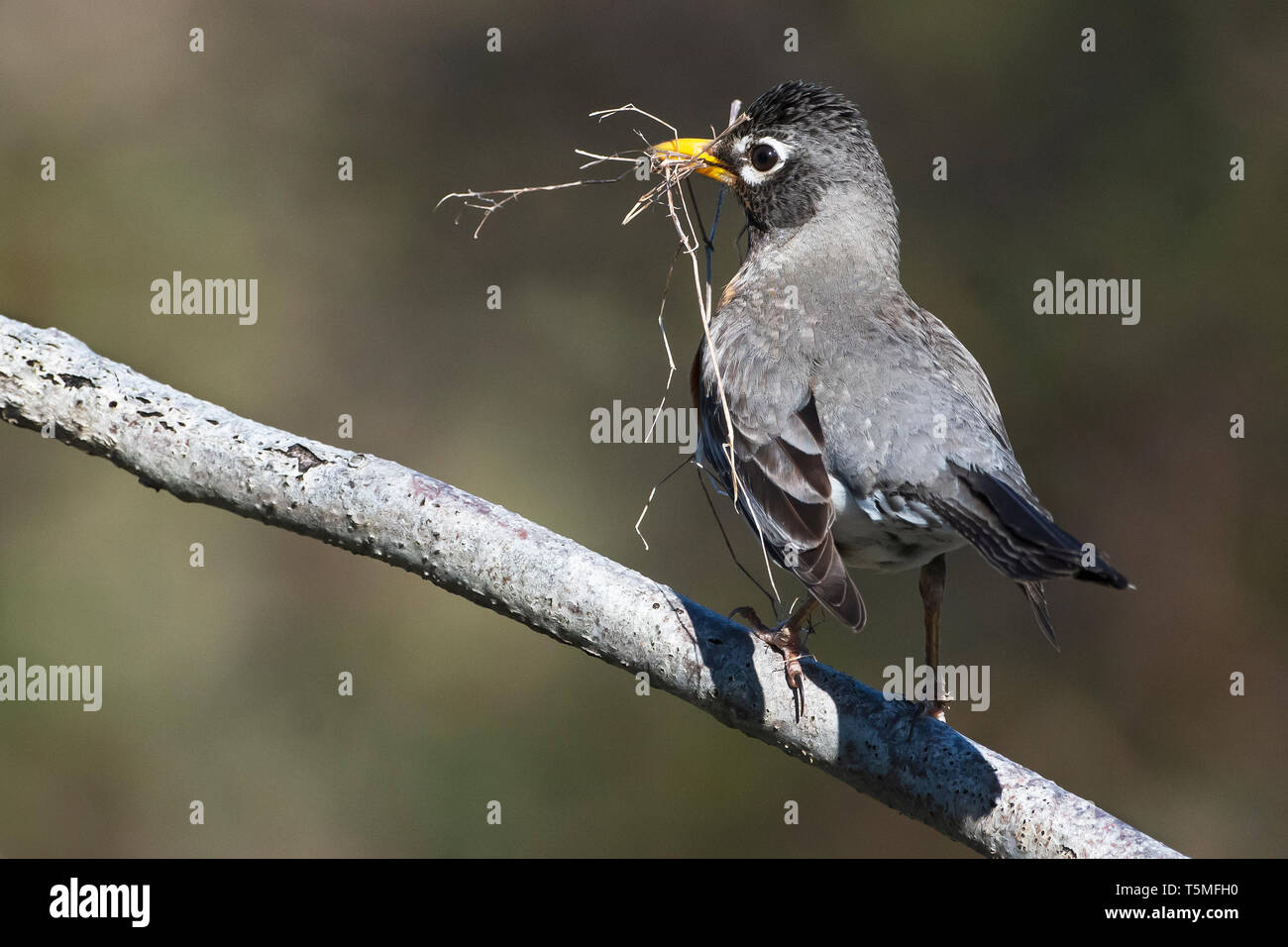 American robin con materiale di nidificazione in primavera Foto Stock