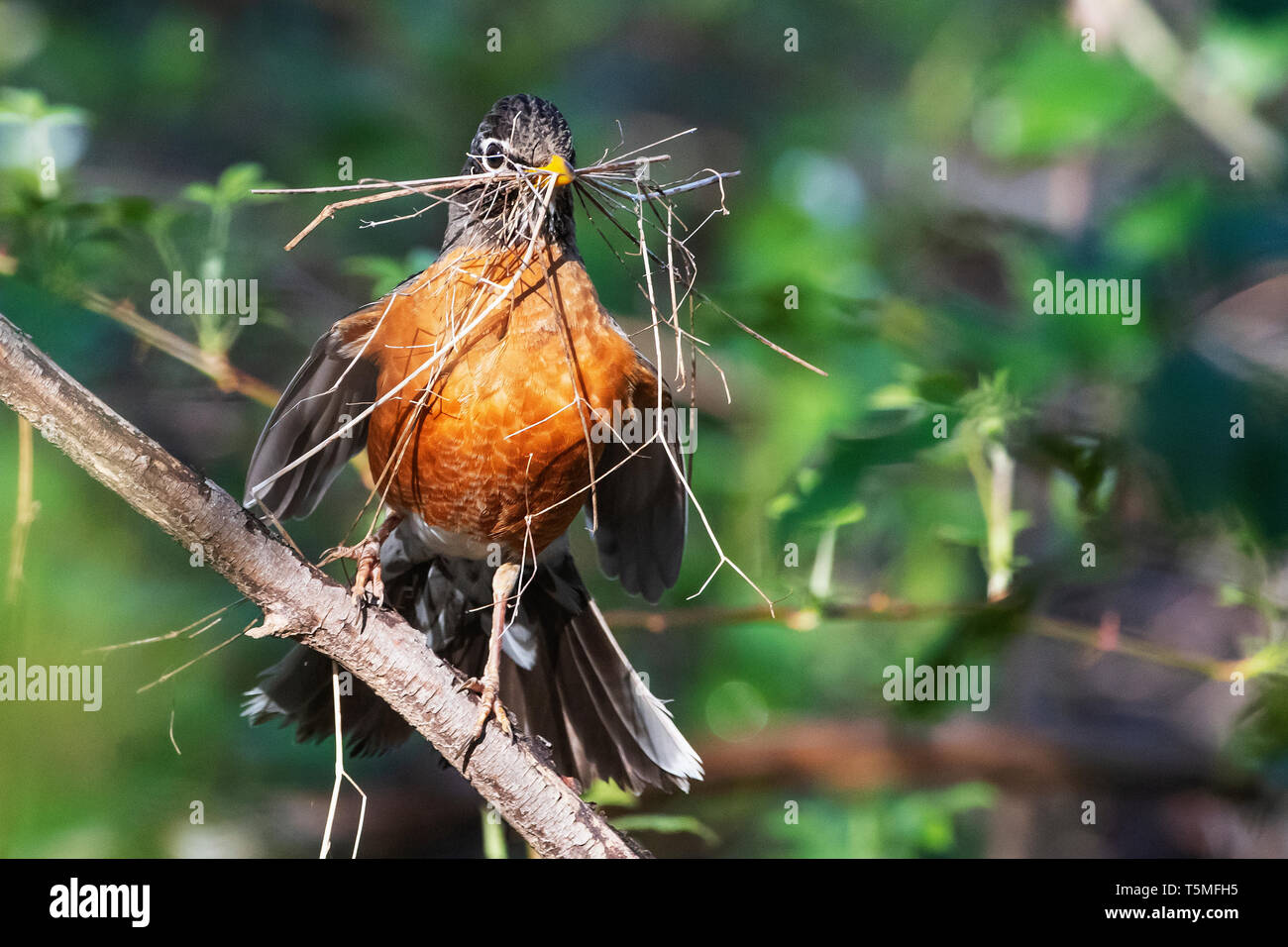 American robin con materiale di nidificazione in primavera Foto Stock