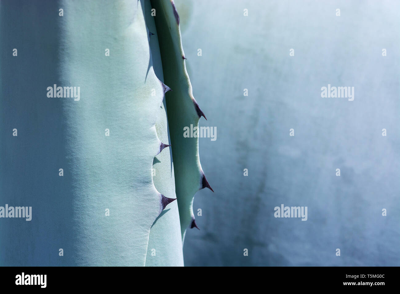 Abstract succulente pianta di agave closeup macro con texture e spine Foto Stock