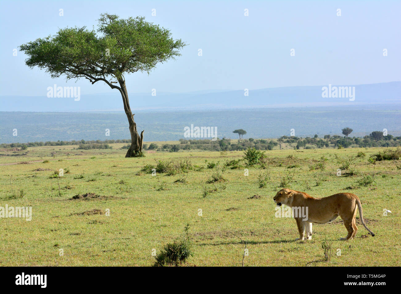 Lion, Löwe, Panthera leo, oroszlán, il Masai Mara Foto Stock