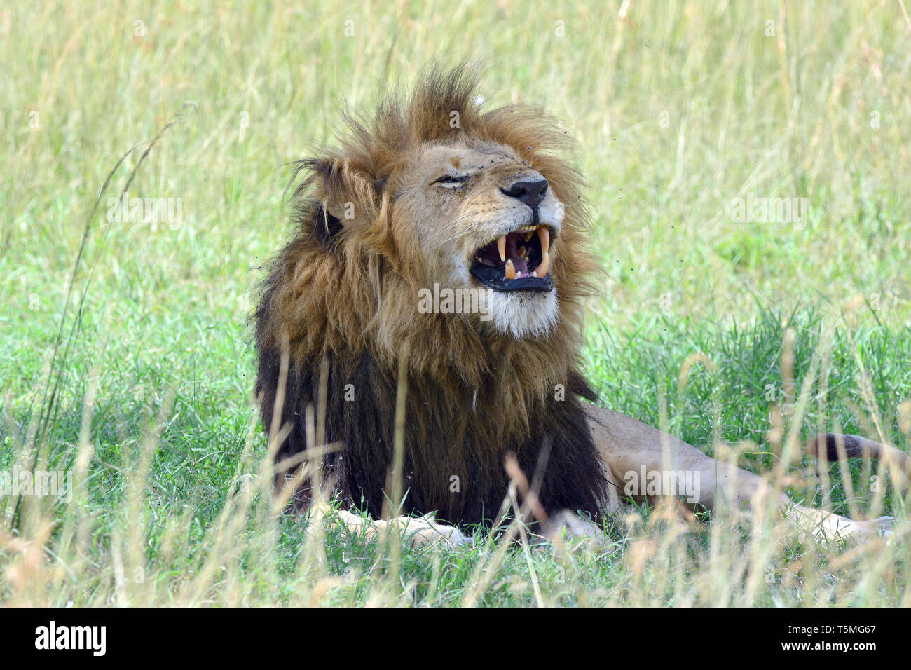 Lion, Löwe, Panthera leo, oroszlán, il Masai Mara Foto Stock