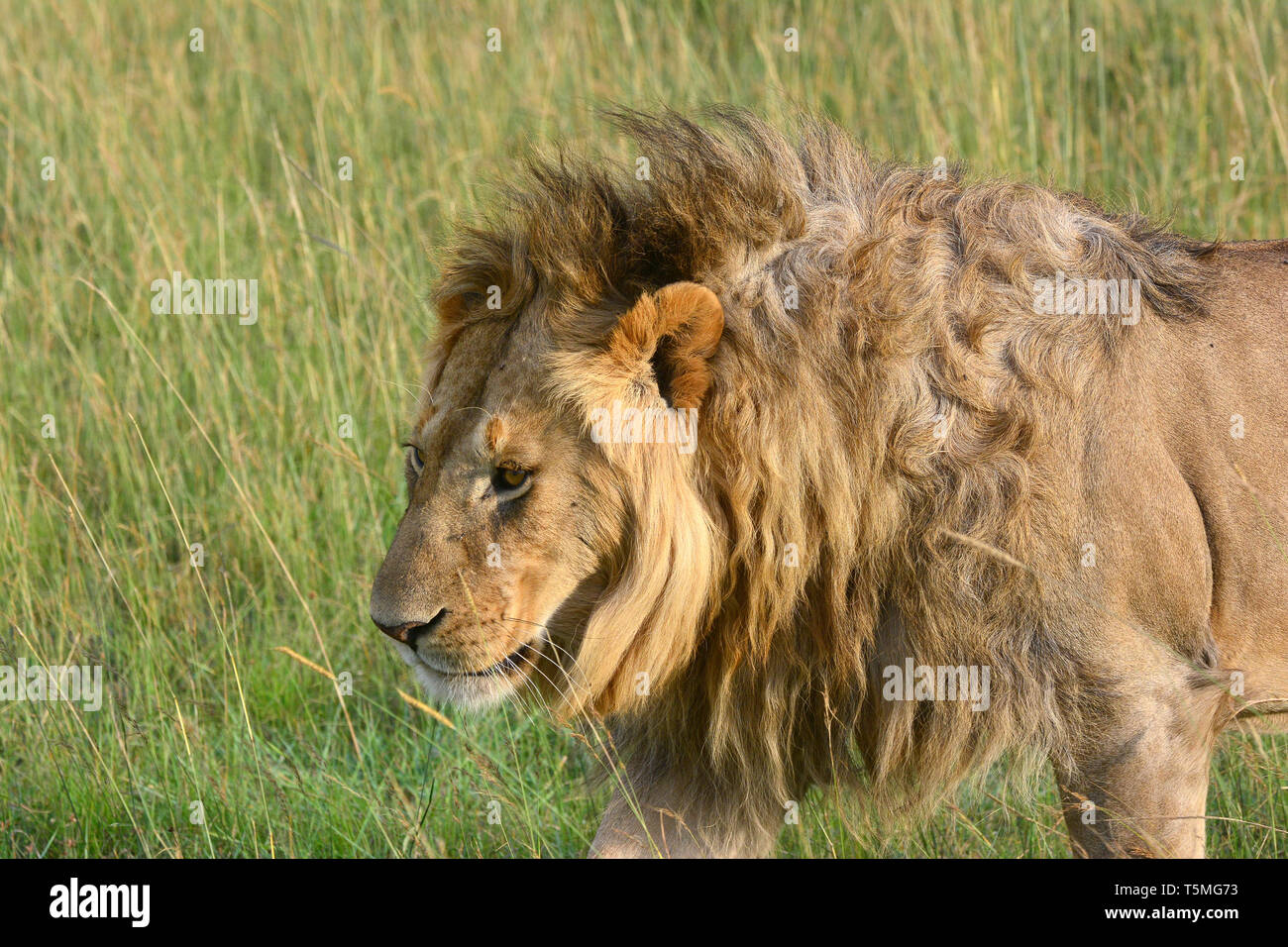 Lion, Löwe, Panthera leo, oroszlán, il Masai Mara Foto Stock