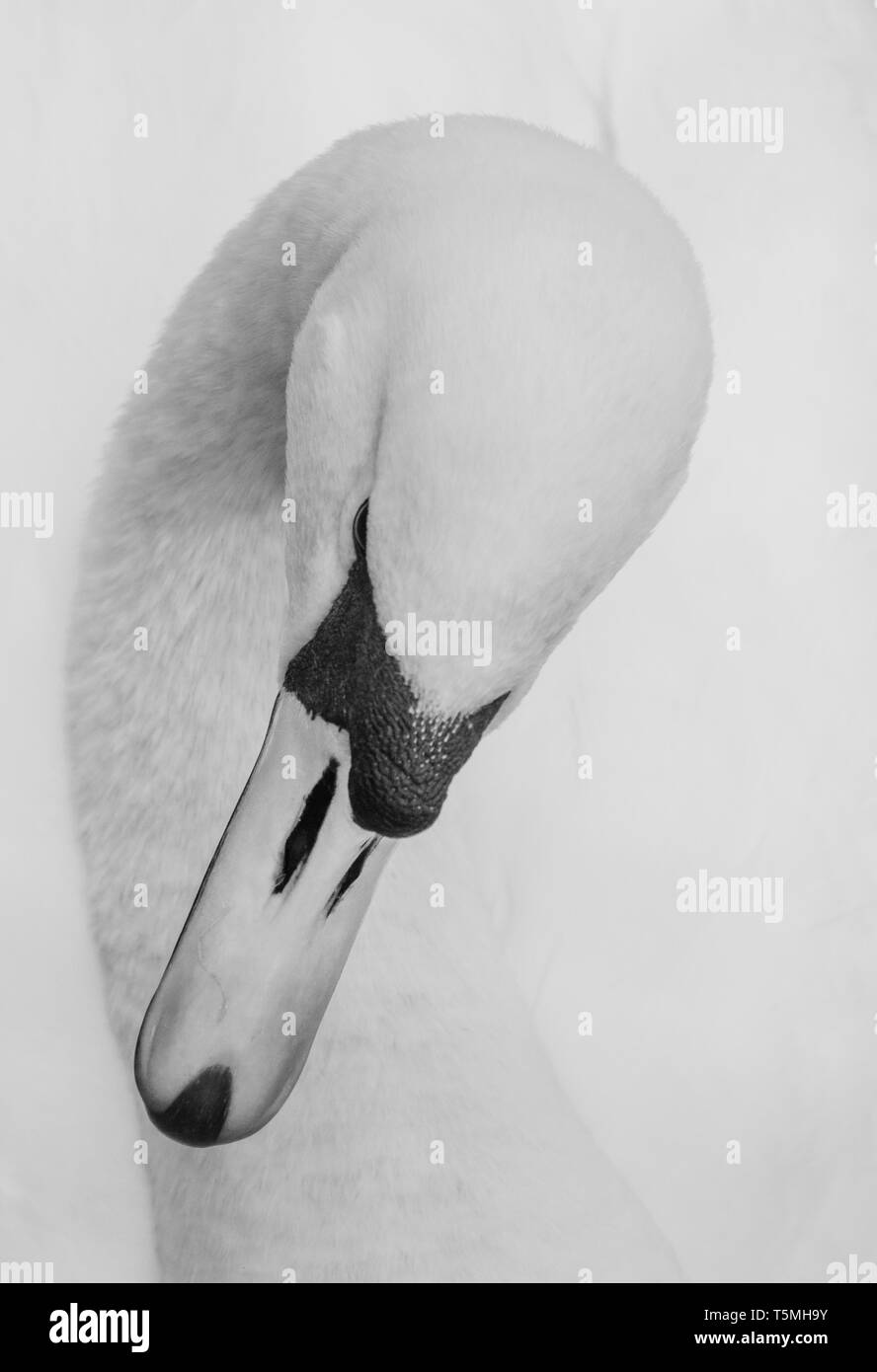Testa di cigno close up in bianco e nero. Foto Stock