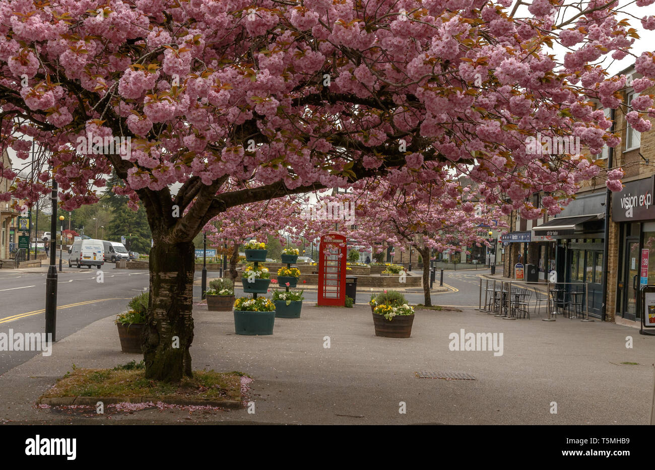 Primavera sbocciano i fiori in Baildon, nello Yorkshire, Engalnd Foto Stock