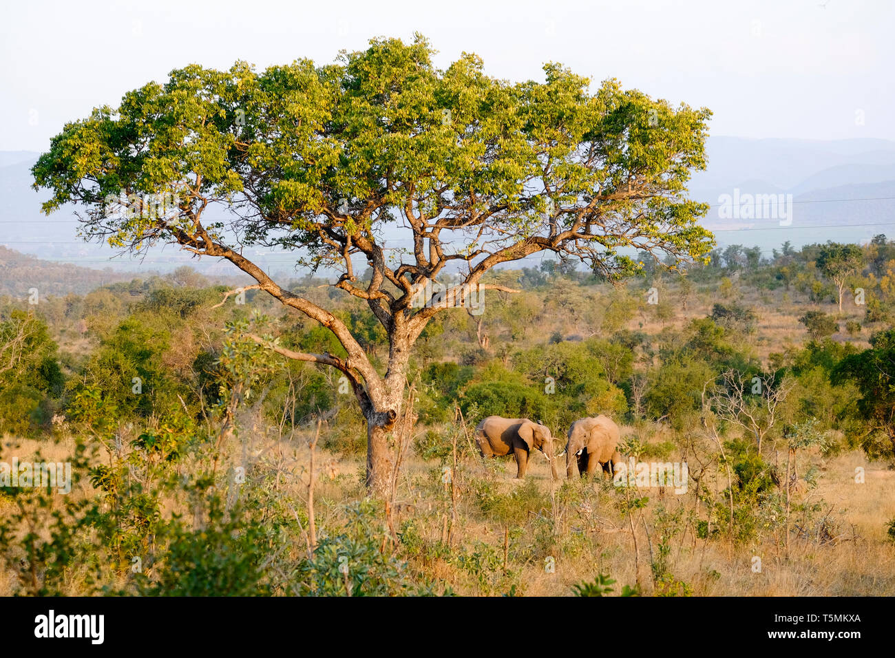 Due elefanti africani sotto un baobab Foto Stock