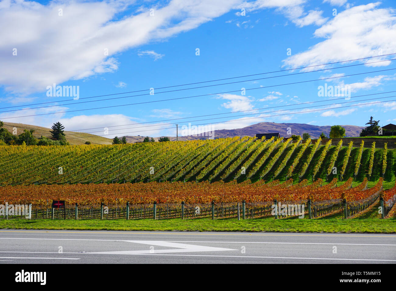 Bella ordinatamente le linee di vigna alberi di uva nel periodo autunnale con giallo arancione rosso foglie blu cielo soleggiato righe simmetrica in frutteto Otago Foto Stock