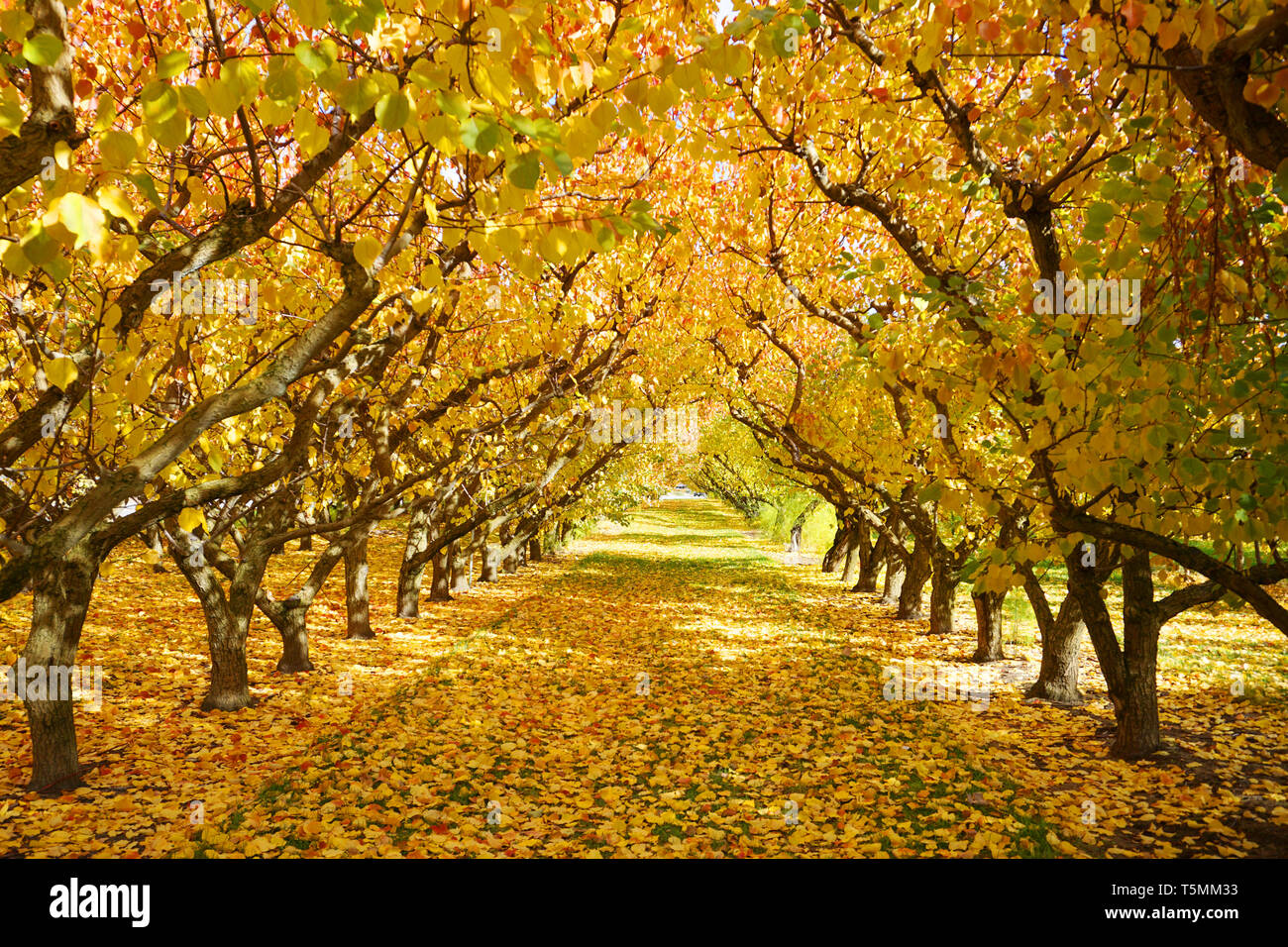 Incredibile stupendo giallo arancione meli orchard cambiando colore foglie durante la stagione autunnale caduta foglie vecchie su erba verde a massa le righe di simmetria Foto Stock