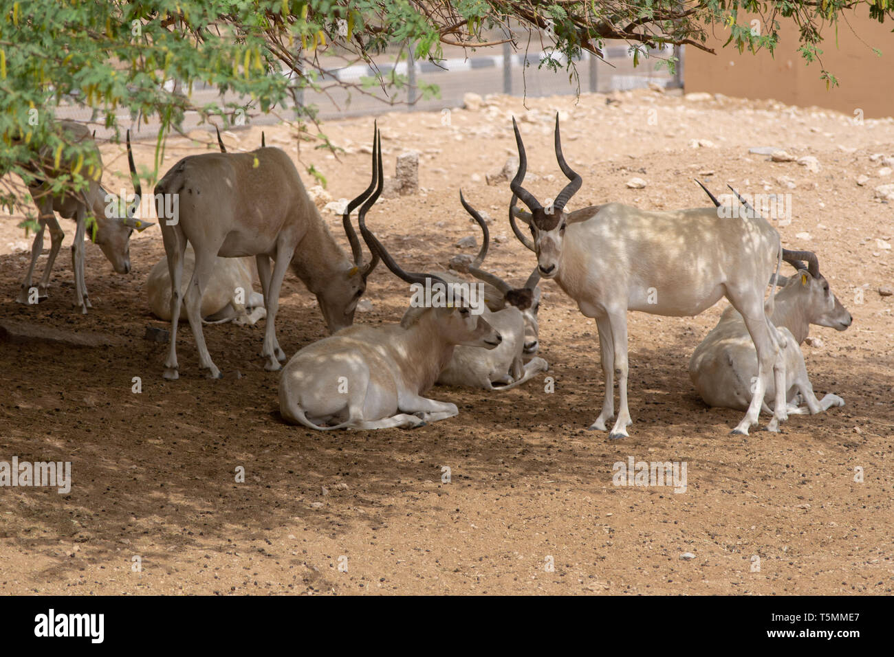 Un gruppo o un allevamento di specie gravemente minacciate (Barwa Addax nasomaculatus) noto anche come screwhorn o bianca Antilope smette di graffiare la sua testa nel de Foto Stock