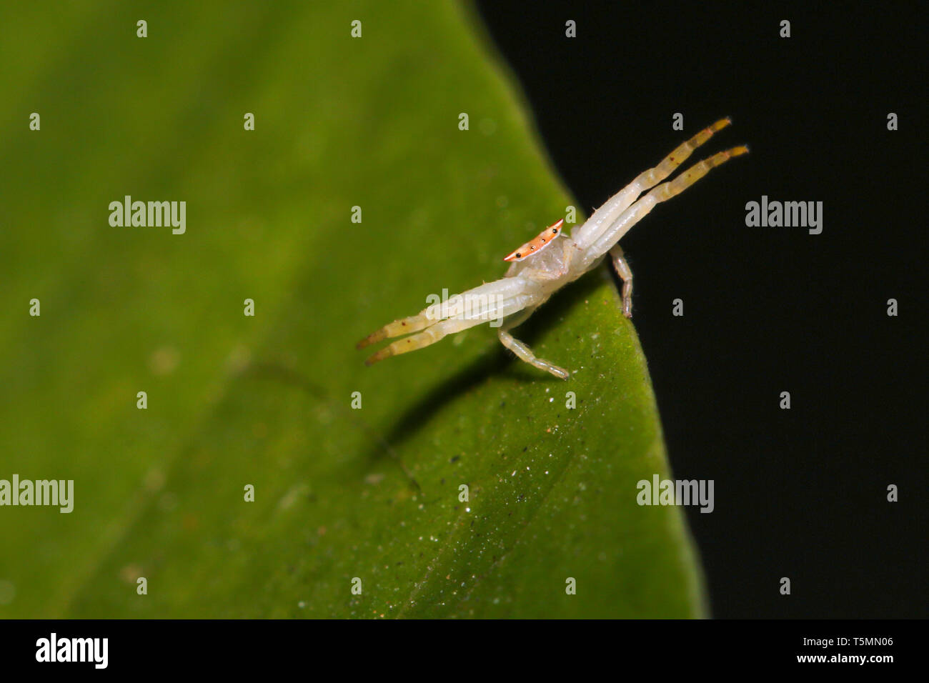 Una feroce bianco ragno granchio, Misumena vatia, in un umore difensiva. Foto Stock