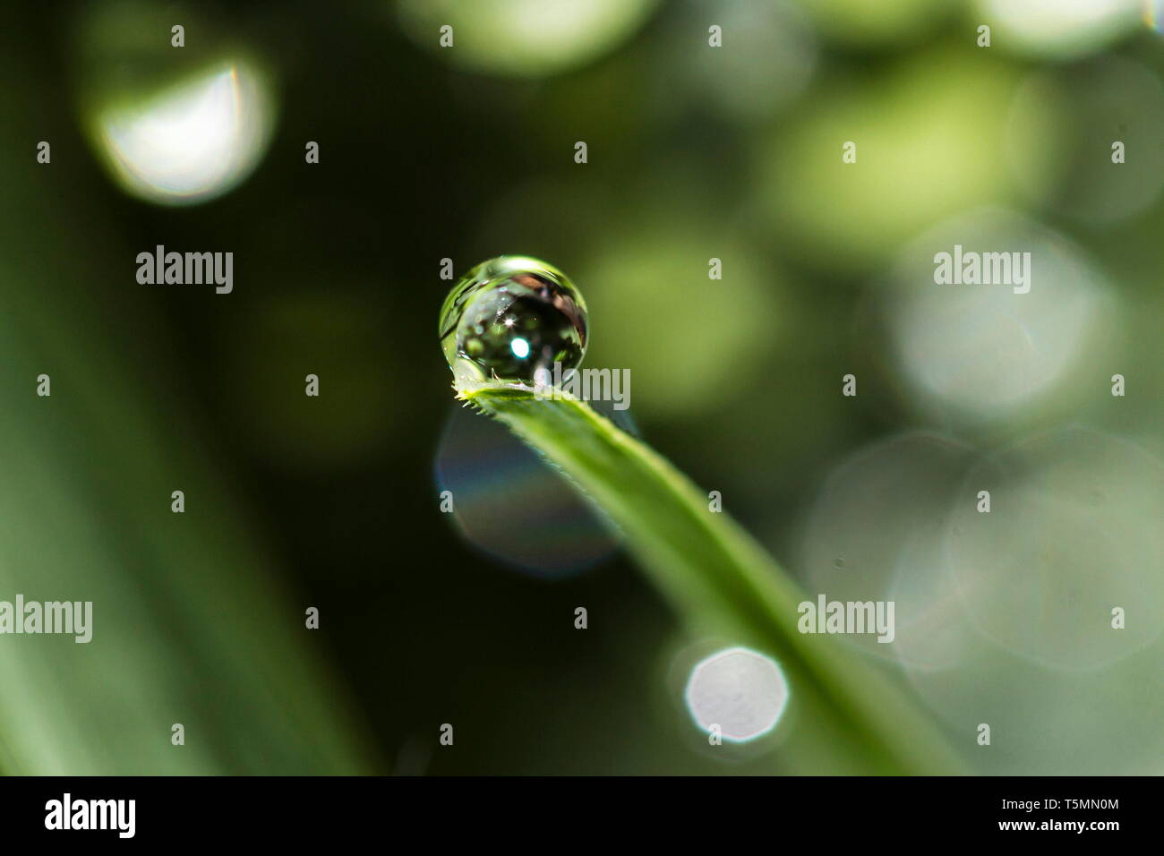 Un raindrop poggiante su un singolo blade di erba come se l'erba è in grado di fornire un regalo Foto Stock
